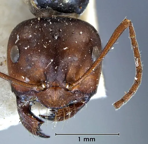 Melophorus aeneovirens specimen ANTWEB1038567 image antweb1038567_2