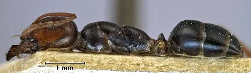 Melophorus aeneovirens specimen ANTWEB1038567 image antweb1038567_3