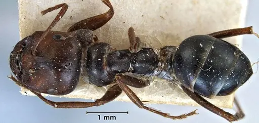 Melophorus aeneovirens specimen ANTWEB1038568 image antweb1038568_1