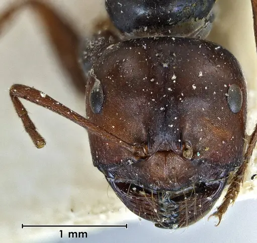 Melophorus aeneovirens specimen ANTWEB1038568 image antweb1038568_2