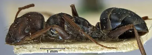 Melophorus aeneovirens specimen ANTWEB1038568 image antweb1038568_3