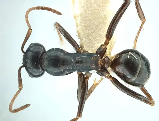 Melophorus aeneovirens specimen ANTWEB1038571 image antweb1038571_1