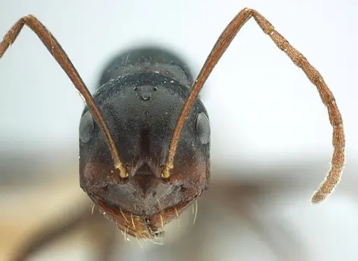 Melophorus aeneovirens specimen ANTWEB1038571 image antweb1038571_2