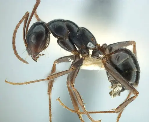 Melophorus aeneovirens specimen ANTWEB1038571 image antweb1038571_3