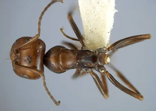 Melophorus aeneovirens specimen ANTWEB1038572 image antweb1038572_1