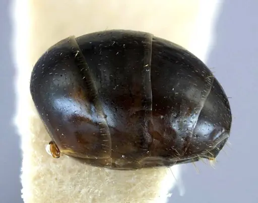 Melophorus aeneovirens specimen ANTWEB1038572 image antweb1038572_2