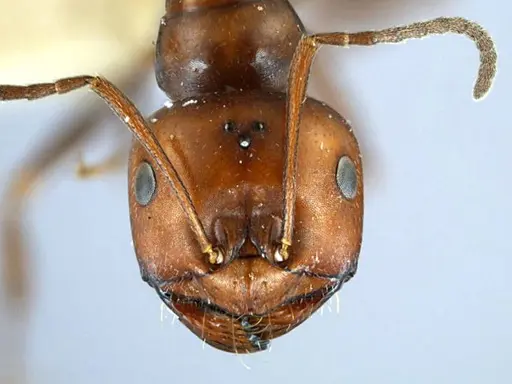 Melophorus aeneovirens specimen ANTWEB1038572 image antweb1038572_3