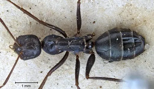 Melophorus aeneovirens specimen ANTWEB1038582 image antweb1038582_1