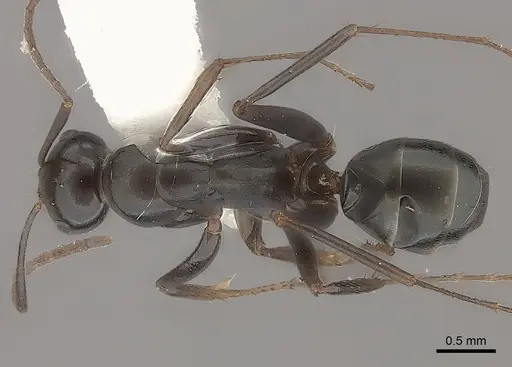 Melophorus aeneovirens specimen CASENT0217723 image casent0217723_1