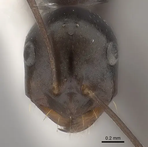 Melophorus aeneovirens specimen CASENT0217723 image casent0217723_2