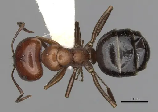 Melophorus aeneovirens specimen CASENT0280494 image casent0280494_1