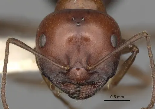 Melophorus aeneovirens specimen CASENT0280494 image casent0280494_2