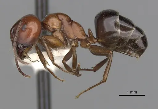 Melophorus aeneovirens specimen CASENT0280494 image casent0280494_3
