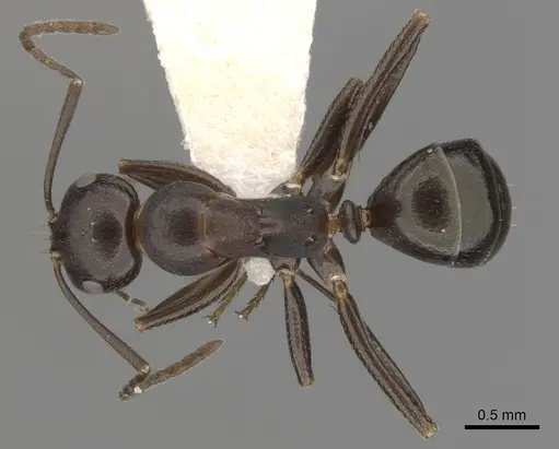 Melophorus aeneovirens specimen CASENT0280495 image casent0280495_1