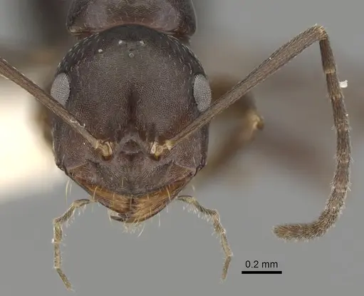 Melophorus aeneovirens specimen CASENT0280495 image casent0280495_2