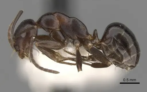 Melophorus aeneovirens specimen CASENT0280495 image casent0280495_3