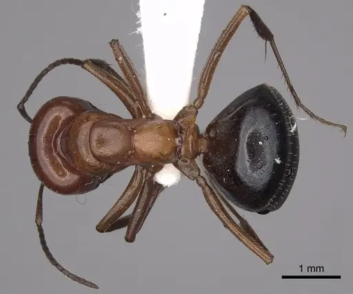 Melophorus aeneovirens specimen CASENT0280497 image casent0280497_1