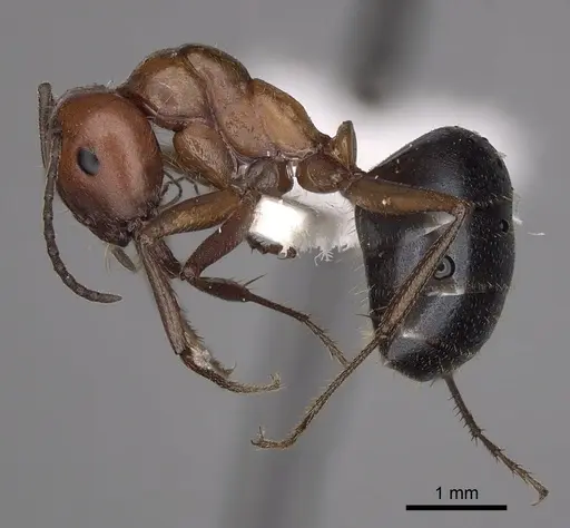 Melophorus aeneovirens specimen CASENT0280497 image casent0280497_3