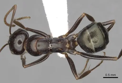Melophorus aeneovirens specimen CASENT0280498 image casent0280498_1