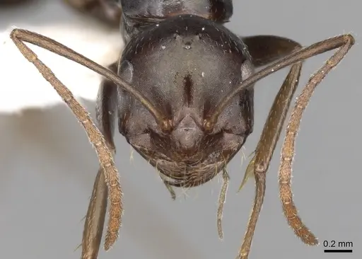 Melophorus aeneovirens specimen CASENT0280498 image casent0280498_2