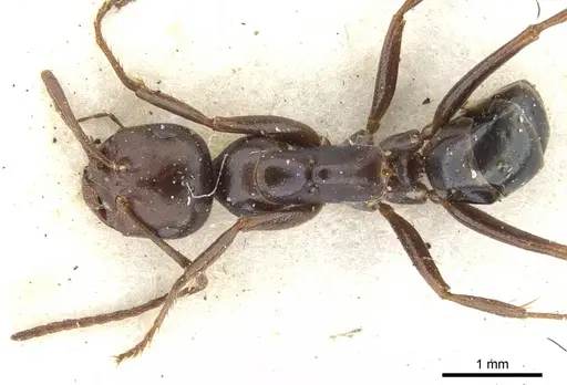 Melophorus aeneovirens specimen CASENT0903261 image casent0903261_1