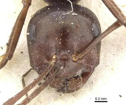 Melophorus aeneovirens specimen CASENT0903261 image casent0903261_2