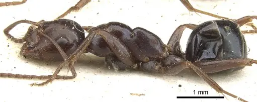 Melophorus aeneovirens specimen CASENT0903261 image casent0903261_3
