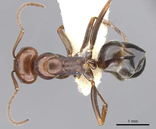 Melophorus aeneovirens specimen CASENT0903263 image casent0903263_1