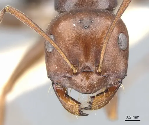 Melophorus aeneovirens specimen CASENT0903263 image casent0903263_2