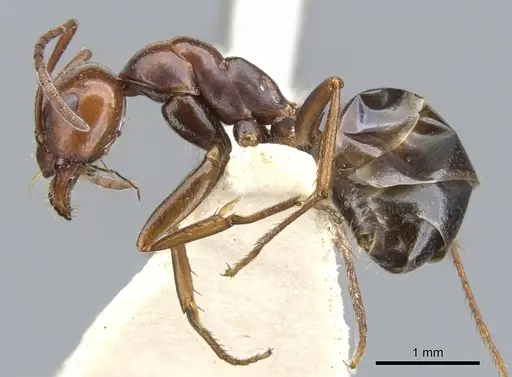 Melophorus aeneovirens specimen CASENT0903263 image casent0903263_3