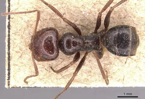 Melophorus aeneovirens specimen CASENT0905125 image casent0905125_1