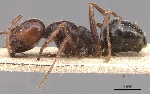 Melophorus aeneovirens specimen CASENT0905125 image casent0905125_3