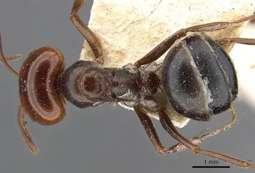 Melophorus aeneovirens specimen CASENT0909815 image casent0909815_1