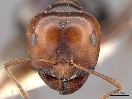 Melophorus aeneovirens specimen CASENT0909815 image casent0909815_2