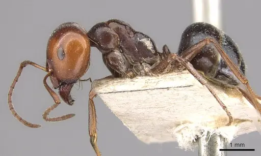 Melophorus aeneovirens specimen CASENT0909815 image casent0909815_3