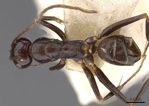Melophorus aeneovirens specimen CASENT0909816 image casent0909816_1