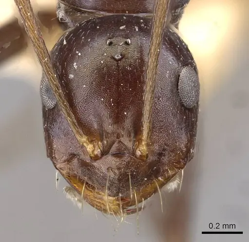 Melophorus aeneovirens specimen CASENT0909816 image casent0909816_2