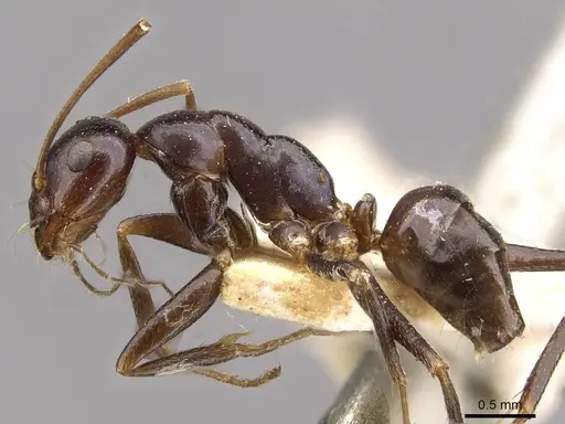 Melophorus aeneovirens specimen CASENT0909816 image casent0909816_3