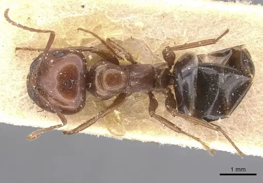 Melophorus aeneovirens specimen CASENT0912336 image casent0912336_1