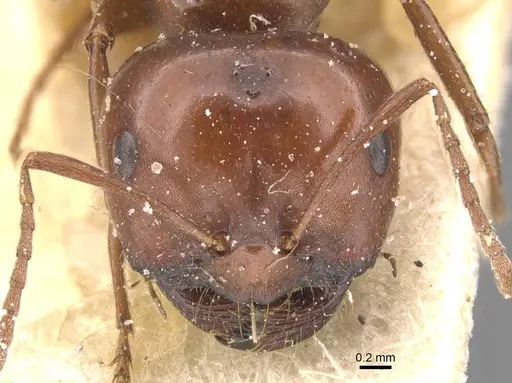 Melophorus aeneovirens specimen CASENT0912336 image casent0912336_2