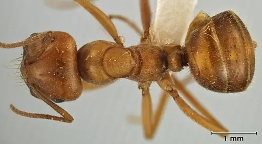 Melophorus anderseni specimen ANIC32-066653 image anic32-066653_1