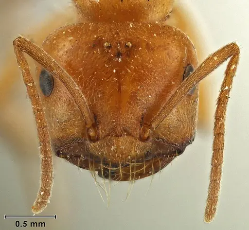 Melophorus anderseni specimen ANIC32-066653 image anic32-066653_2