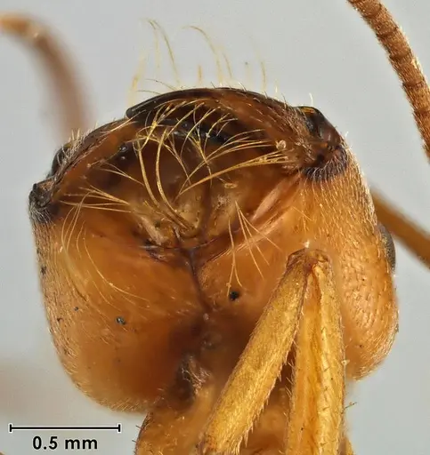 Melophorus anderseni specimen ANIC32-066653 image anic32-066653_3