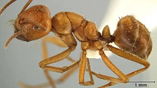 Melophorus anderseni specimen ANIC32-066653 image anic32-066653_4