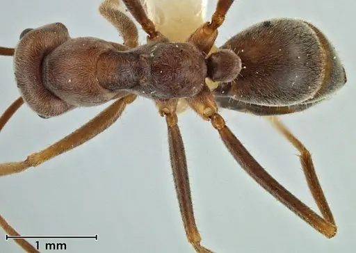 Melophorus anderseni specimen ANIC32-066666 image anic32-066666_1