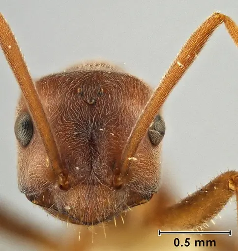 Melophorus anderseni specimen ANIC32-066666 image anic32-066666_2