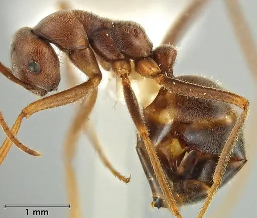 Melophorus anderseni specimen ANIC32-066666 image anic32-066666_3