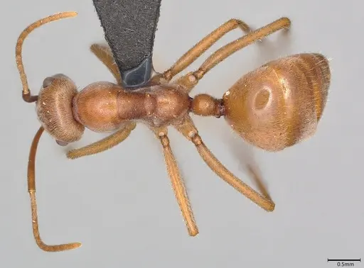 Melophorus anderseni specimen ANTWEB1053772 image antweb1053772_1
