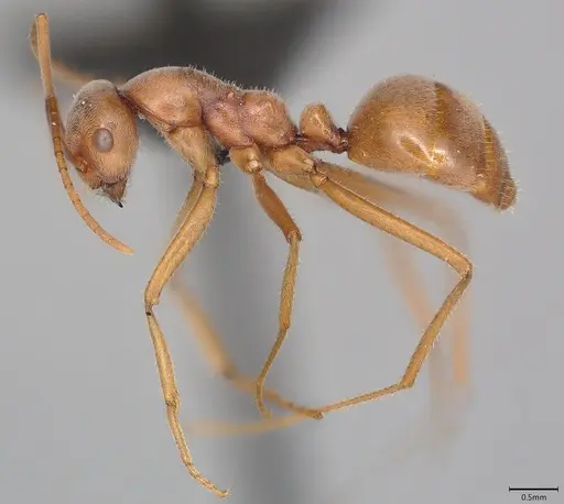 Melophorus anderseni specimen ANTWEB1053772 image antweb1053772_4