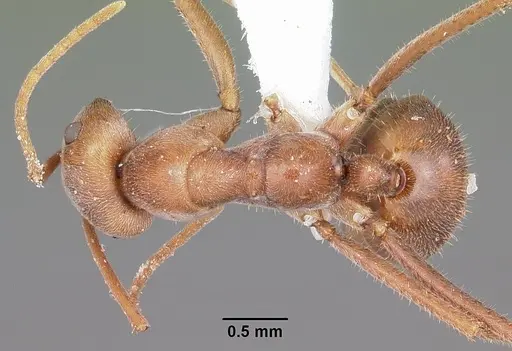 Melophorus anderseni specimen CASENT0104675 image casent0104675_1